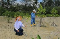 PT Timah Tanam Puluhan Ribu Mangrove Sepanjang 2025