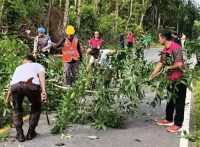 Gotong Royong Pangkas Dahan Pohon Tua